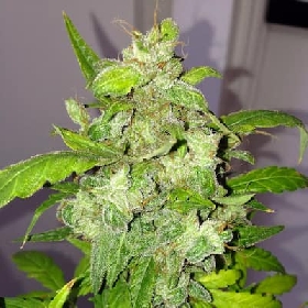 Auto Lemon Bubble > Pheno Finder Seeds